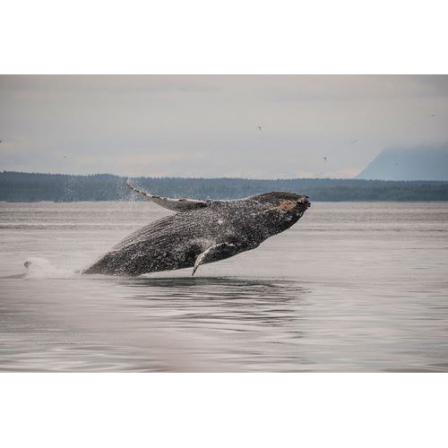 Sederquist, Betty 아티스트의 Usa-Alaska Humpback whales jumping and breaching작품입니다.